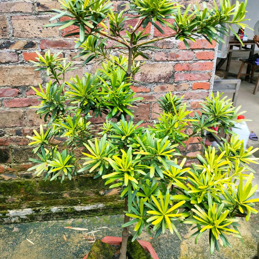 林娟