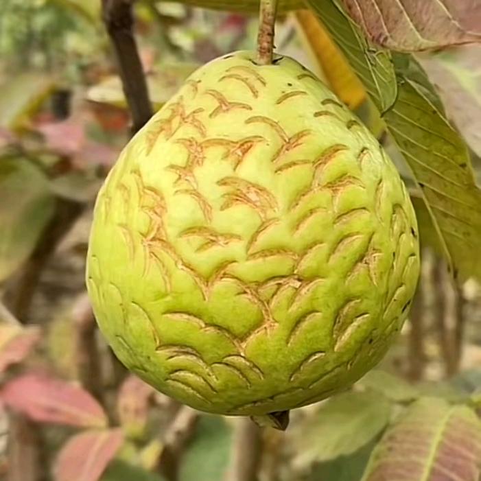 柠檬bao