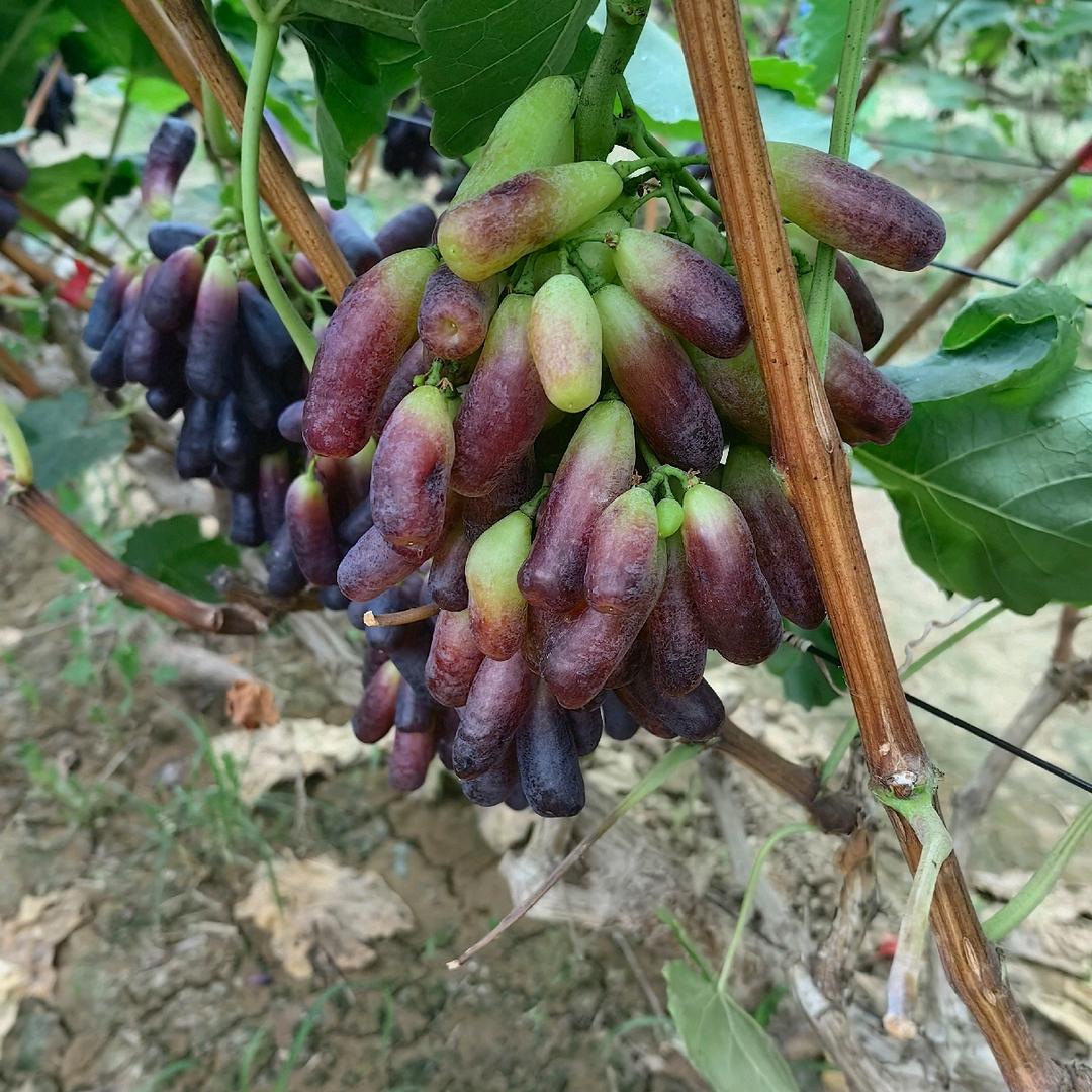 东边日出西边雨，