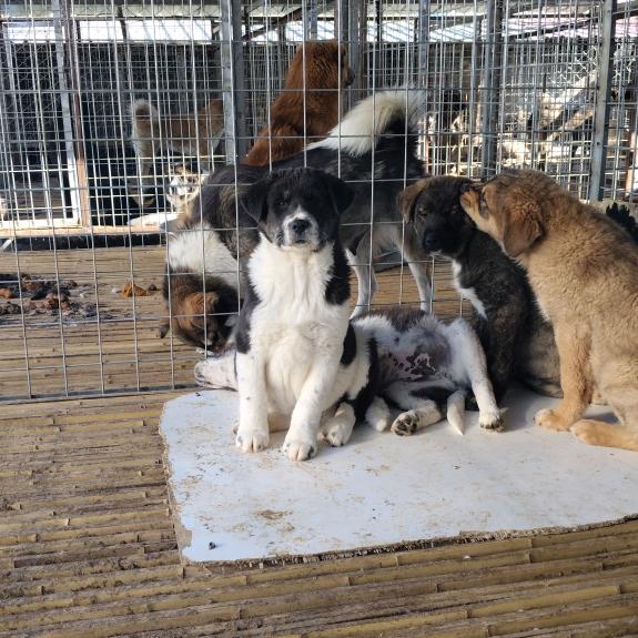 河南商丘国庆太行犬保育基地
