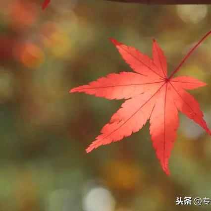 远方88