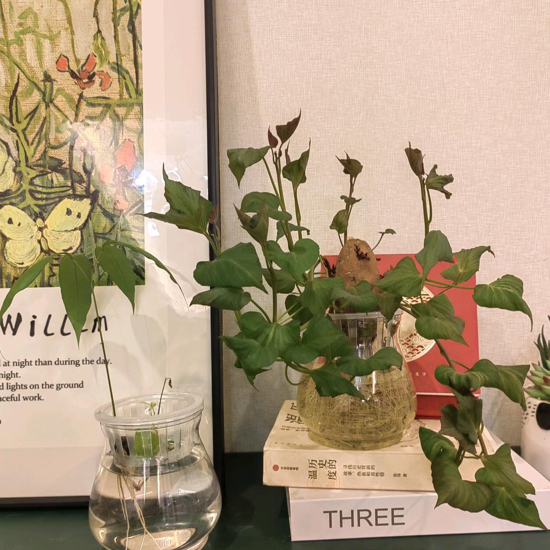 金嬷嬷的御花园