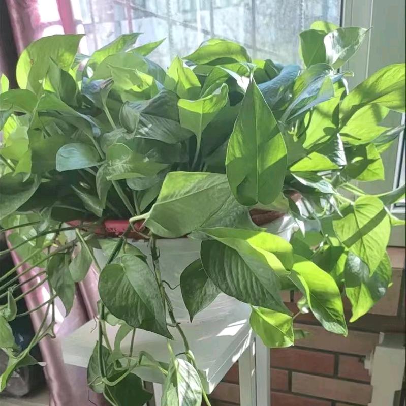 天天篮