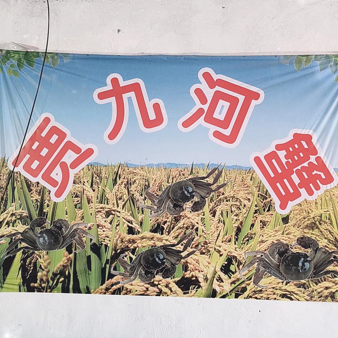 贾九河蟹