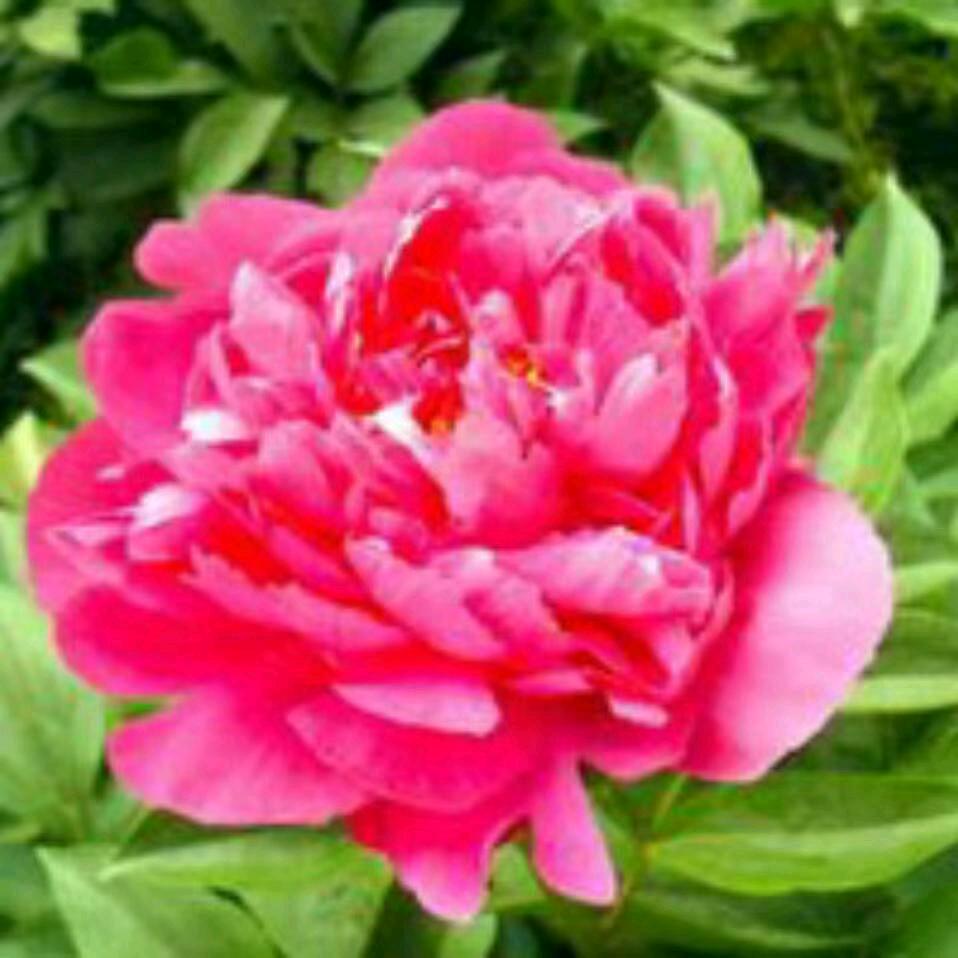 感恩的心(花姐)