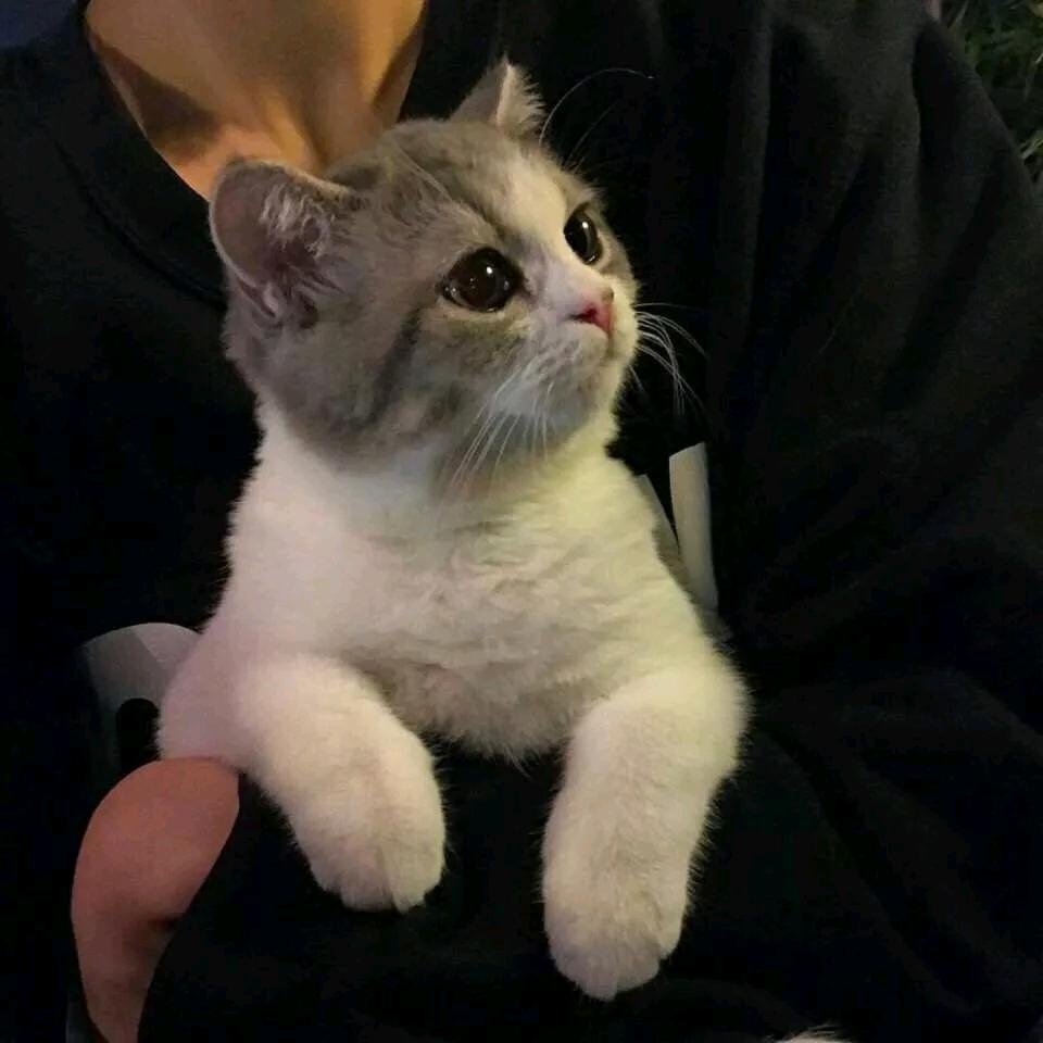 爱上猫猫是我的宿命