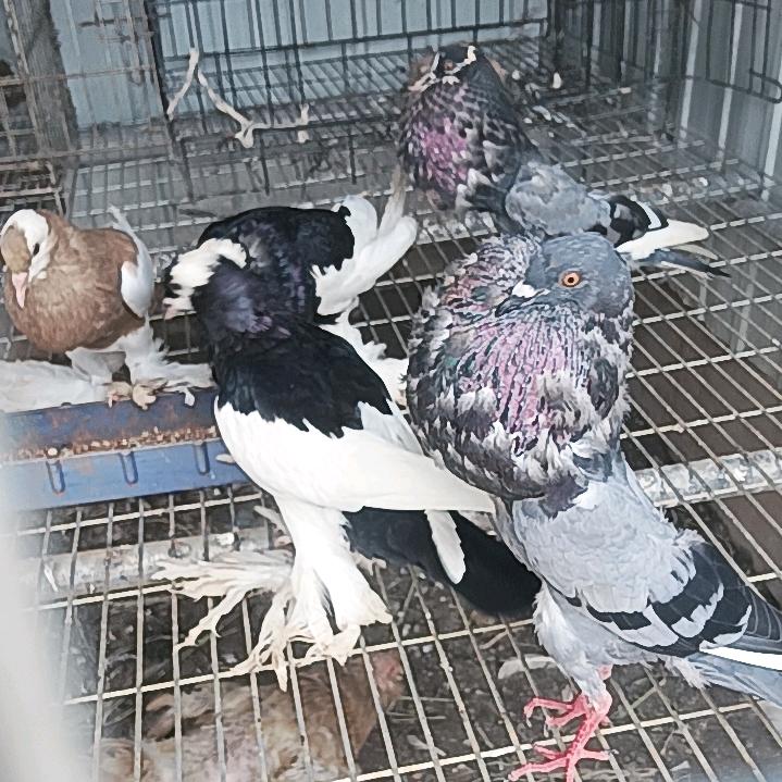 观赏鸽宠物兔
