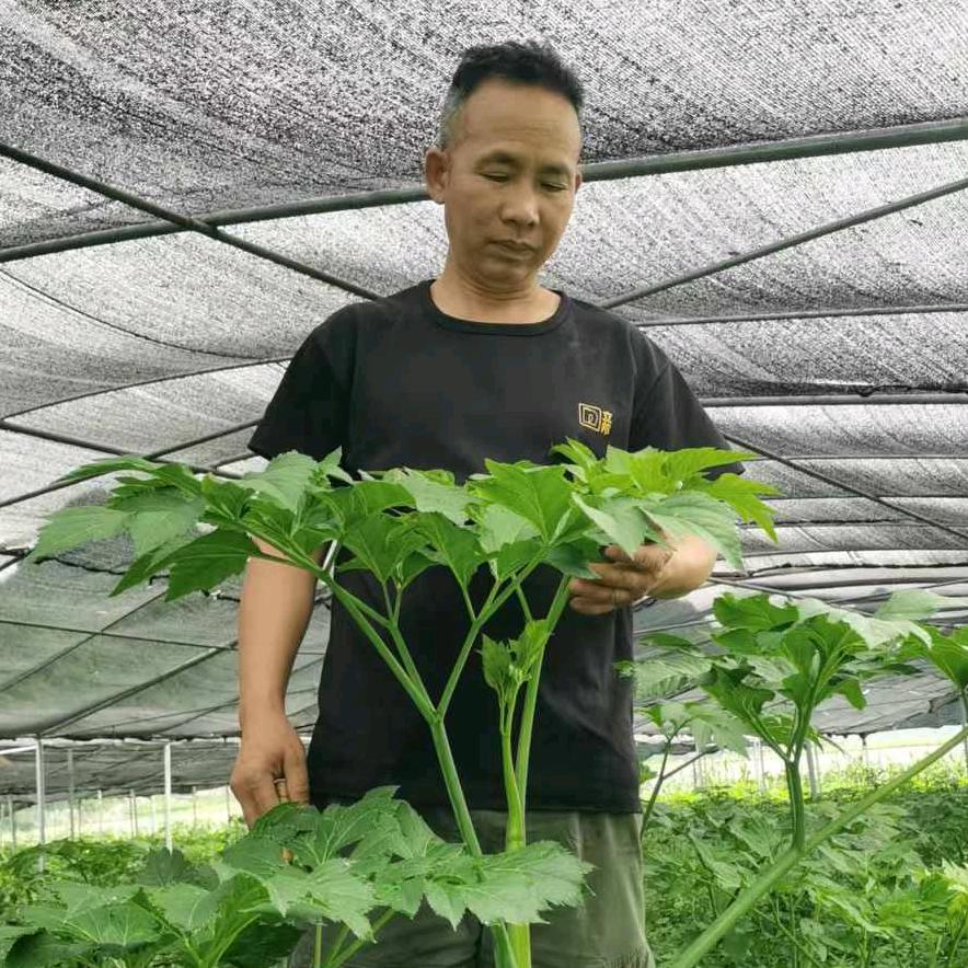 明日叶种植基地