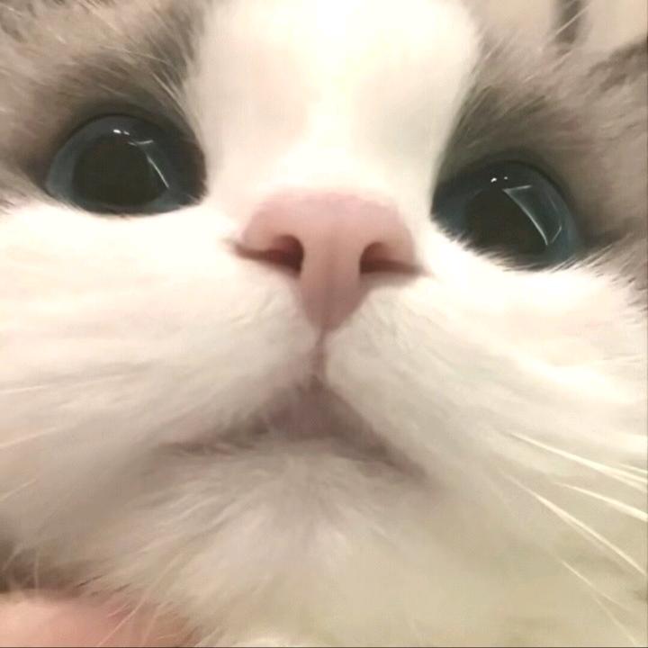 夢見喵.