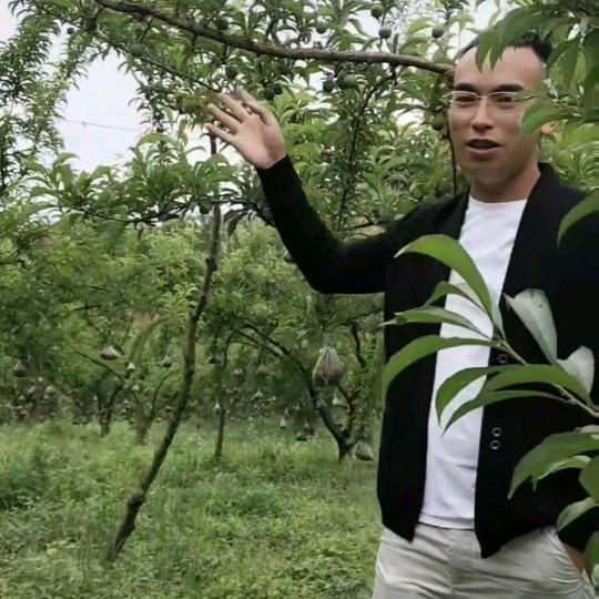 六马刘刚蜂糖李优果苗