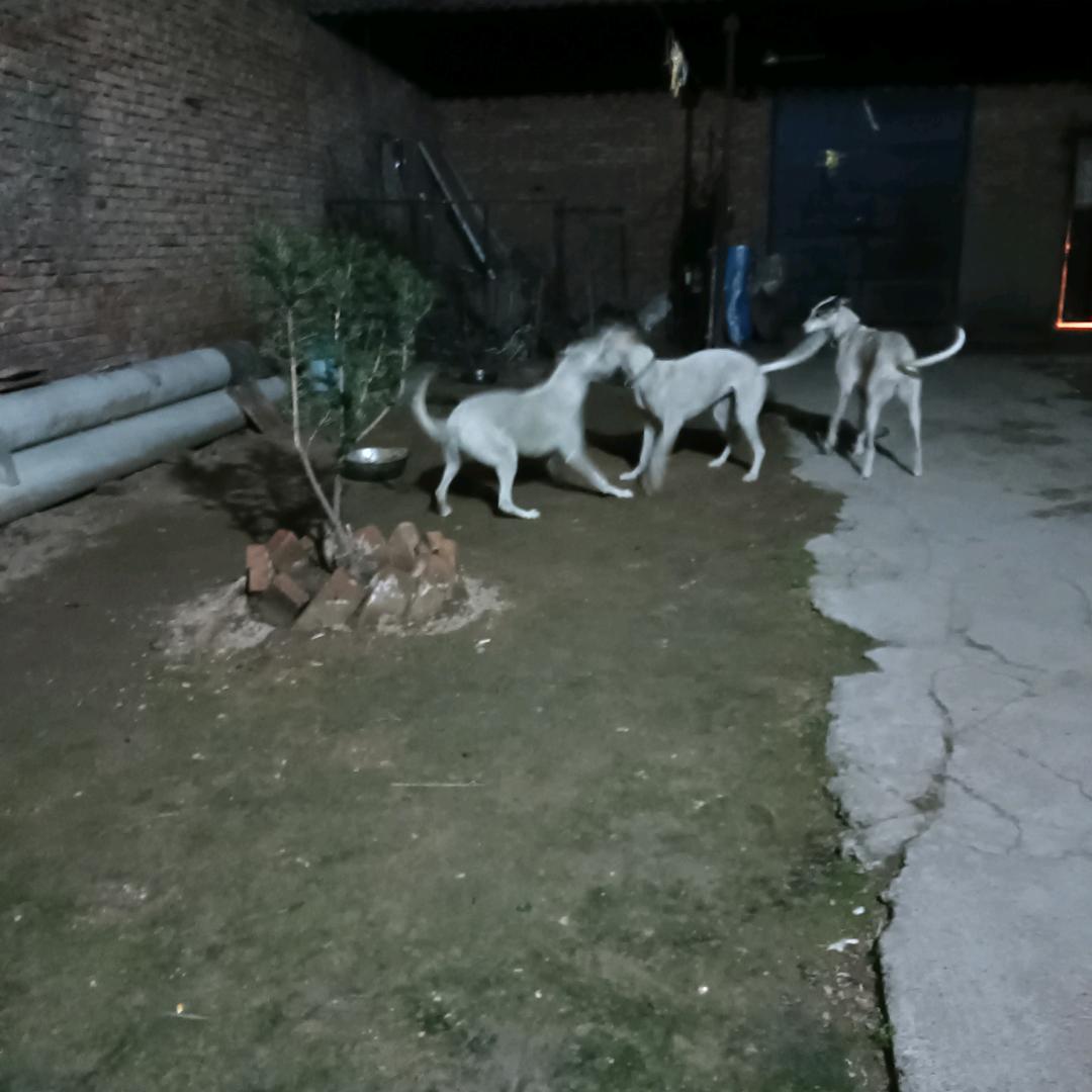 用户3839434374625赵师付