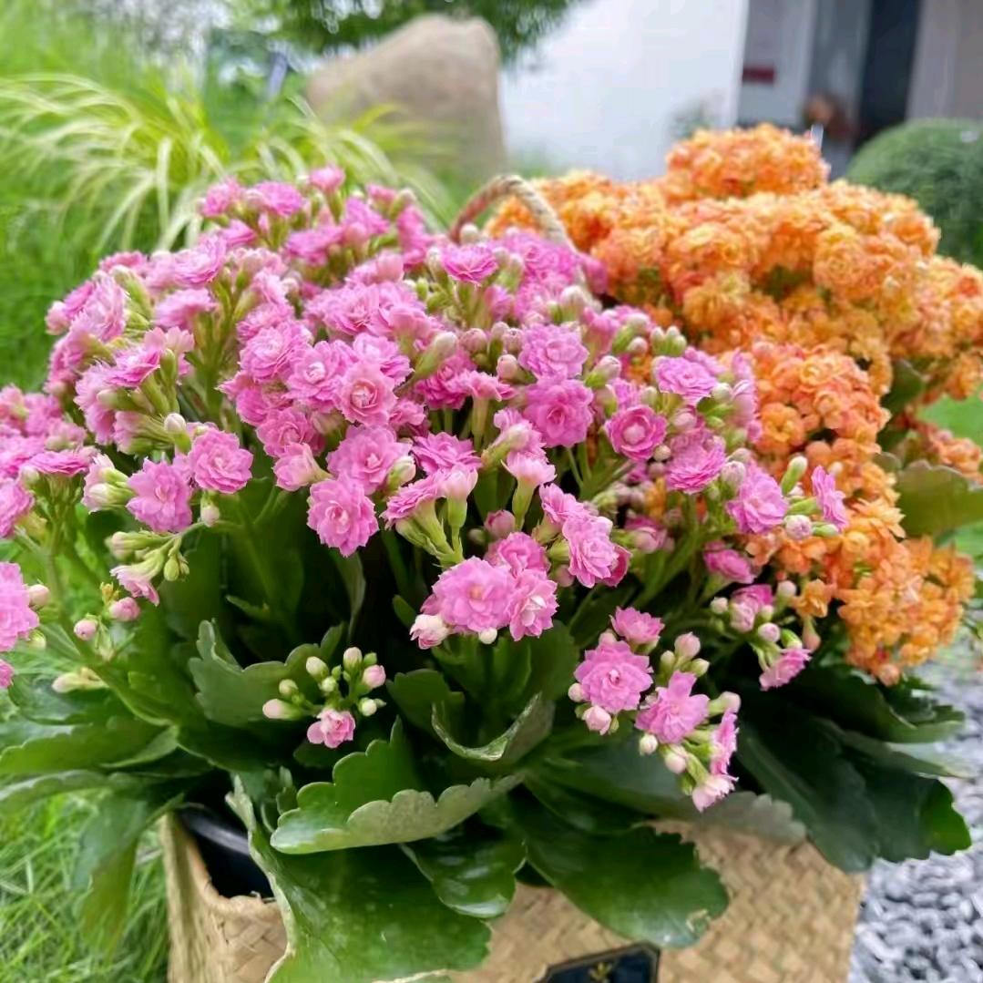 山淼百货