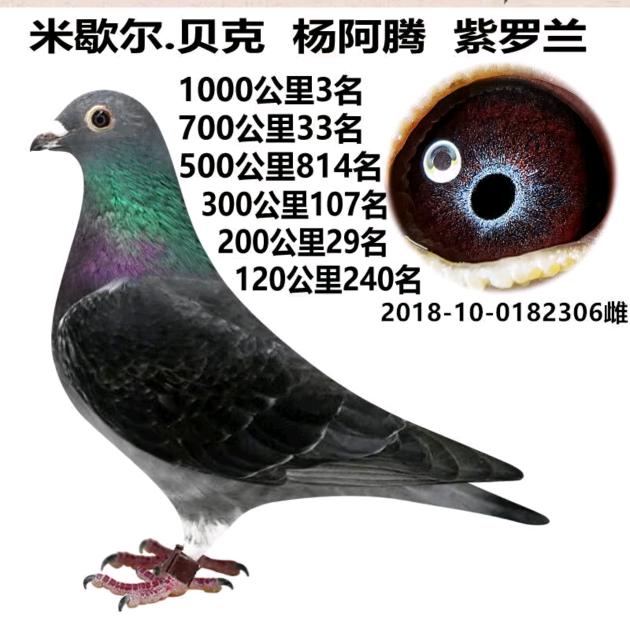 爱鸽驿站