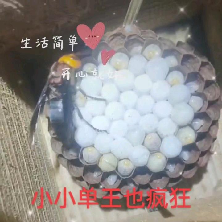 马关大栗树小杨蜂业