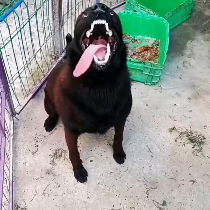 黑龙🐉