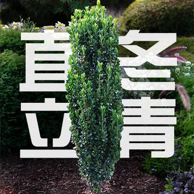森森直立冬青苗圃基地