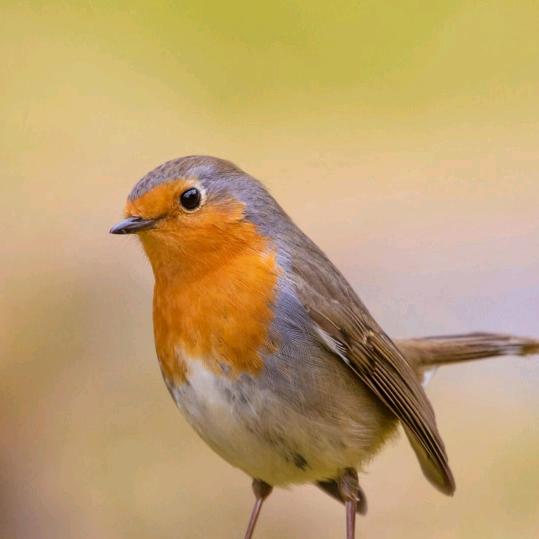 ࿈༈侯哥༈࿈༺༽