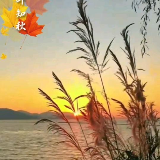 一叶知秋