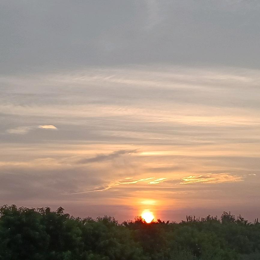 酒露小白杨