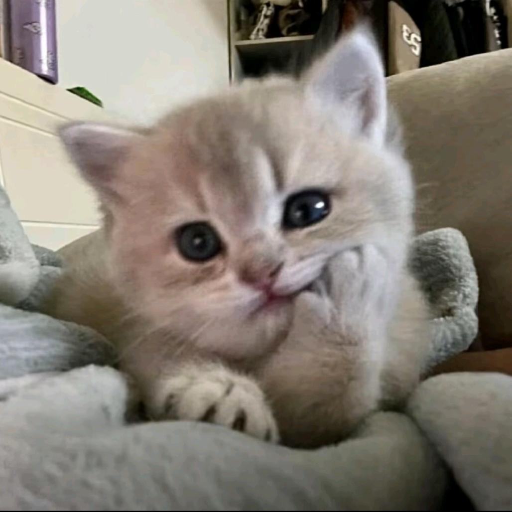 猫猫脆饼