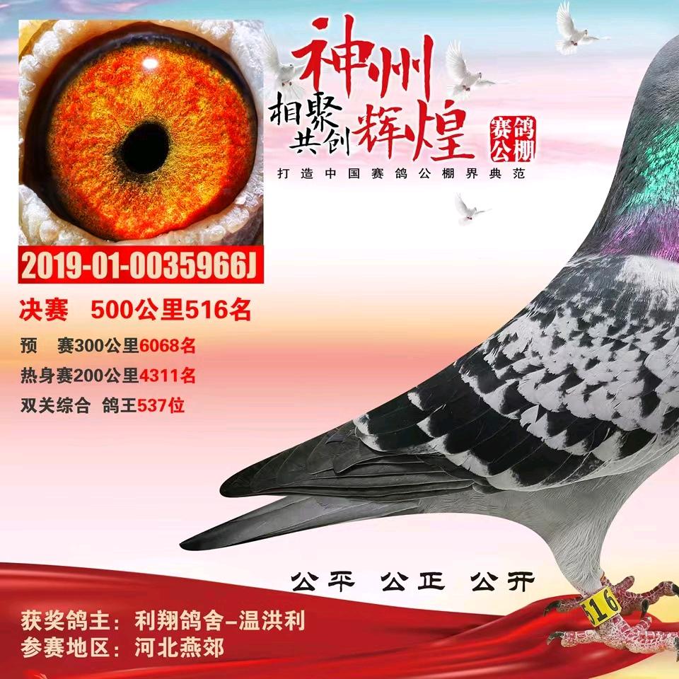 贵州美美鸽业