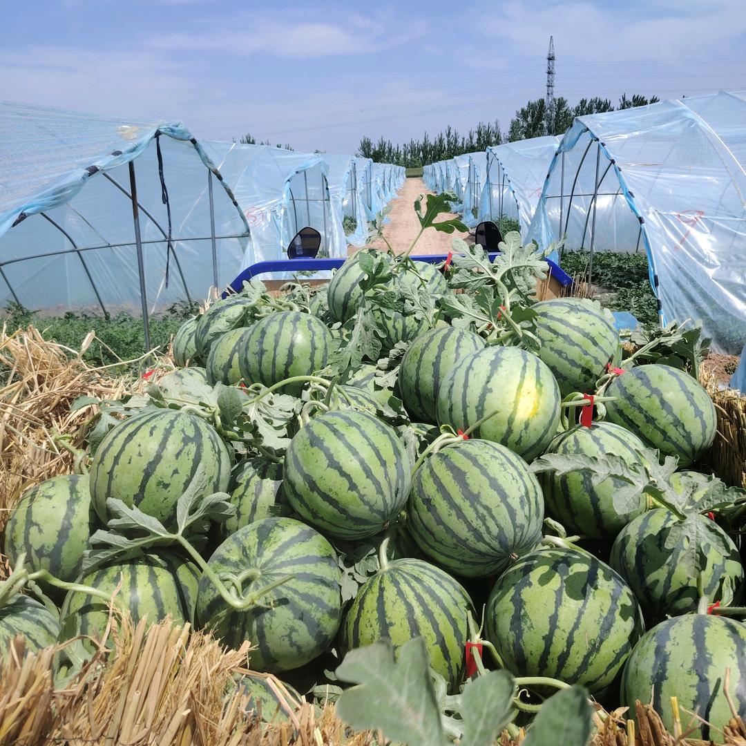 @种西瓜可甜的小张