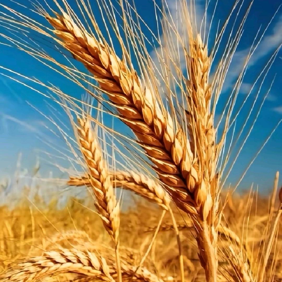 ᰔᩚ᭄🥀岁月ℛ吴痕꧔ꦿᩚ࿐