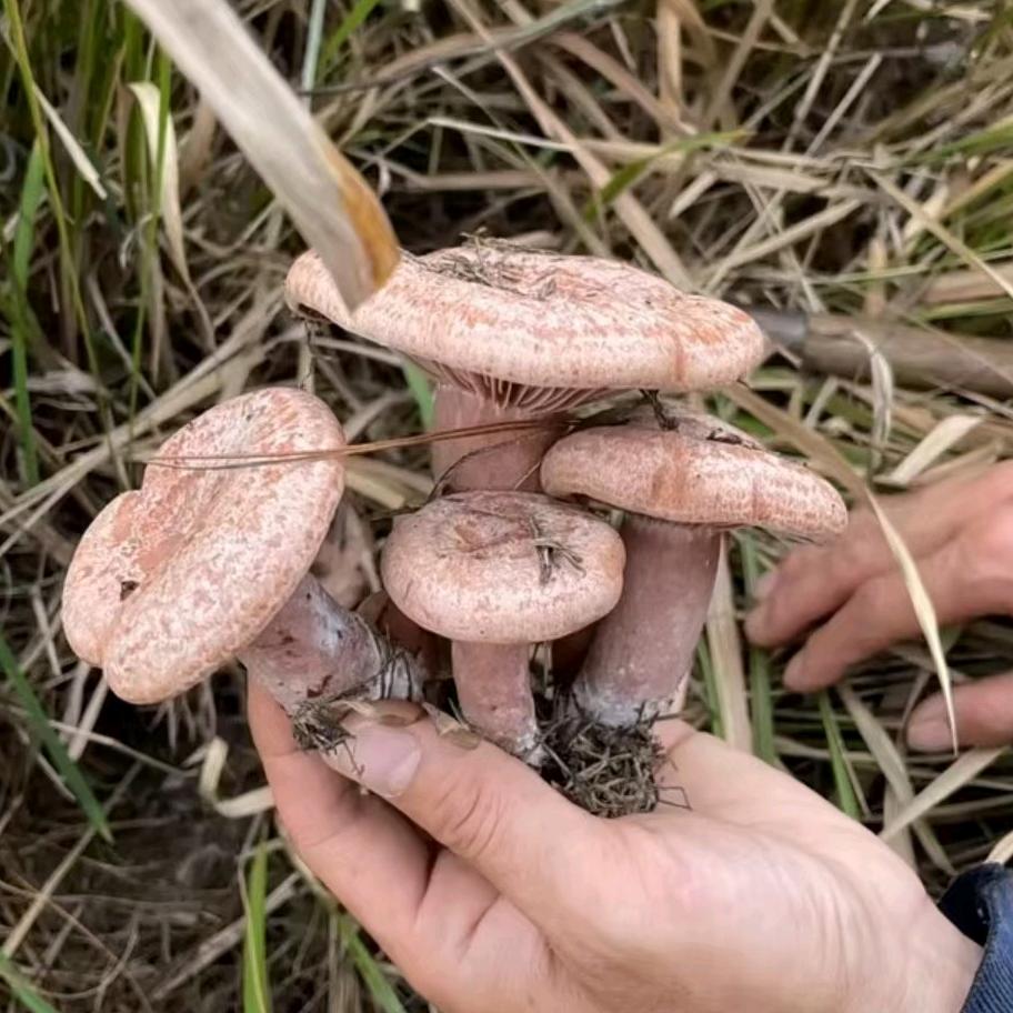鲜小菌长