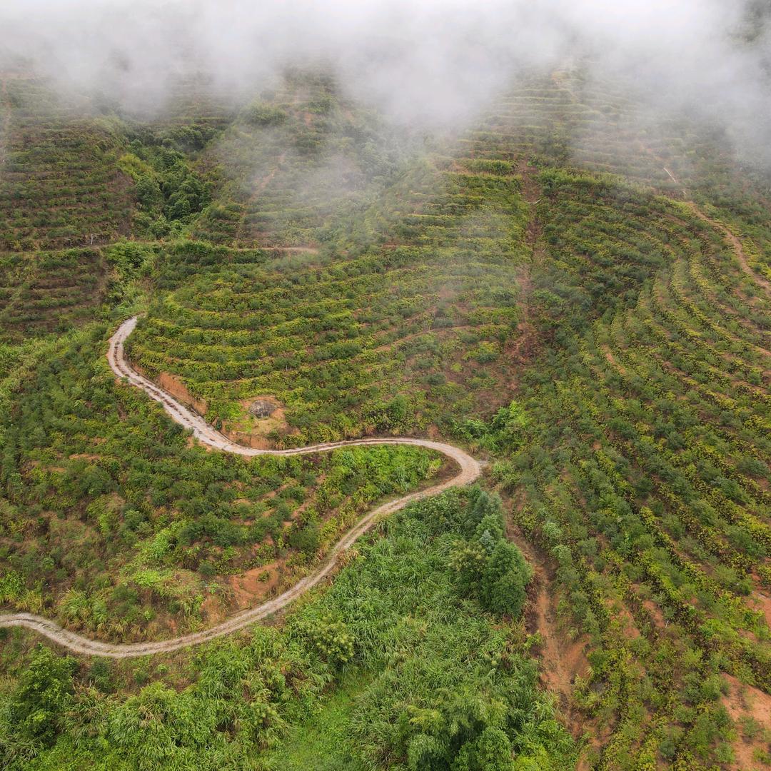 岱丰山山茶油