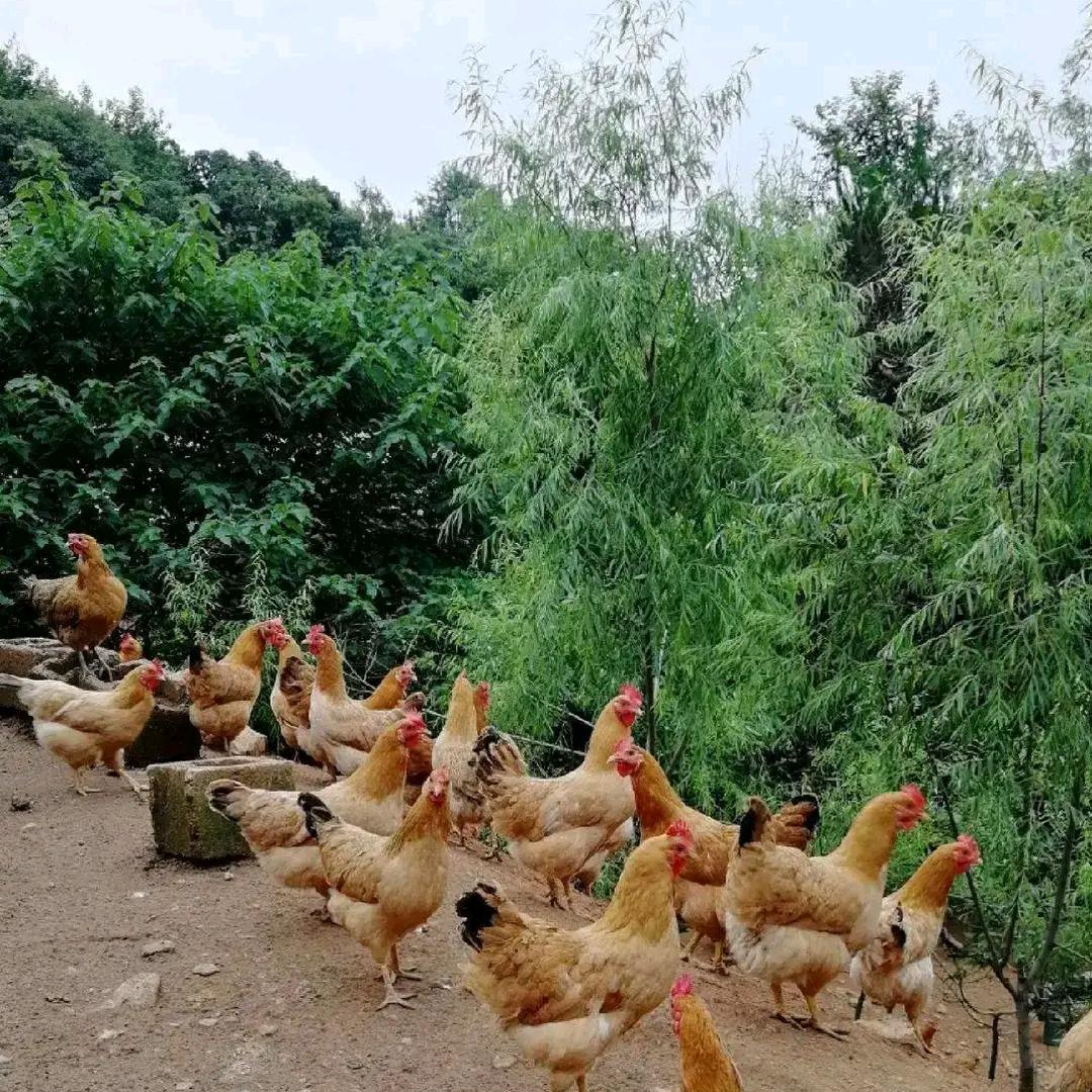 小戴家农场