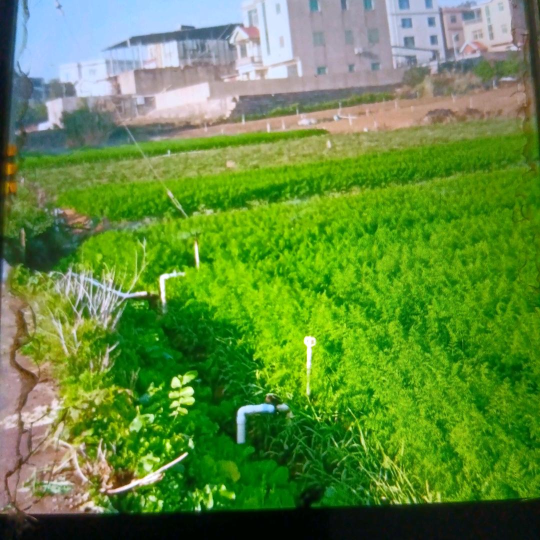 只看不刷