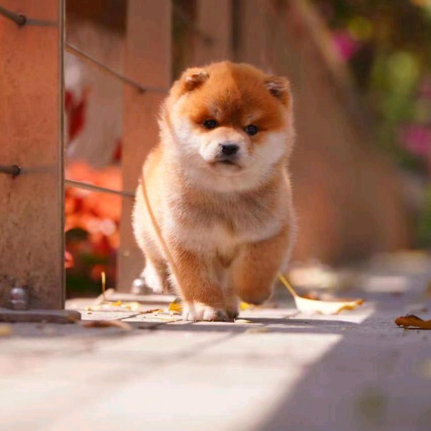 起点扬帆柴犬舍