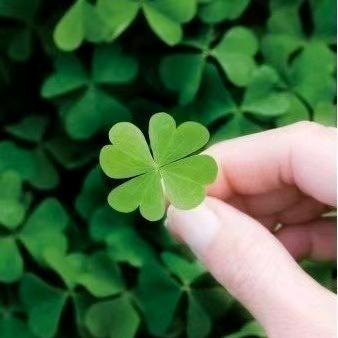 🦈四叶草🍀