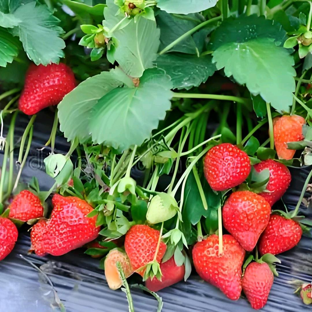 仙谷山草莓采摘园🍓