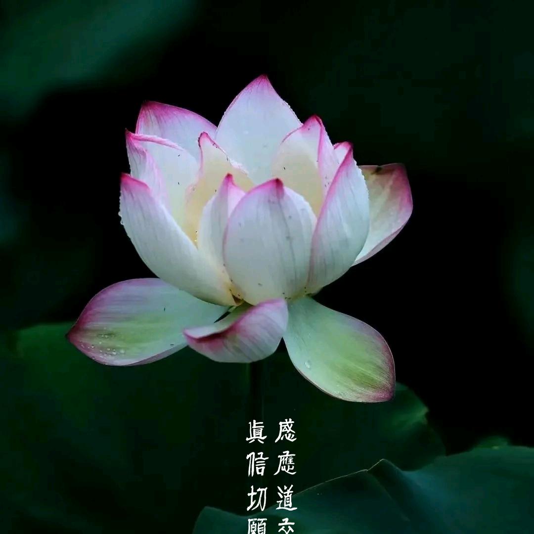 莲花