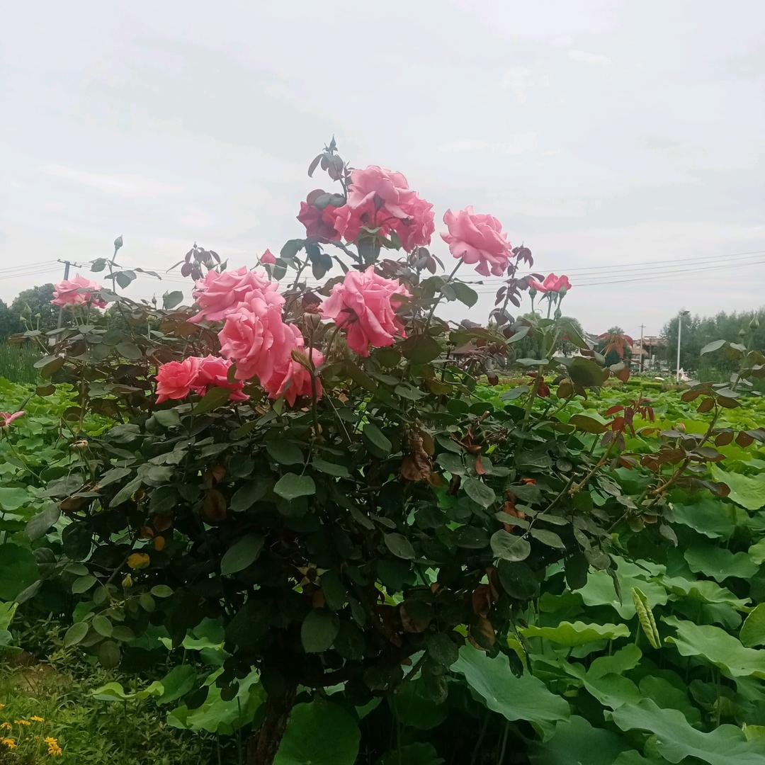 真心难找