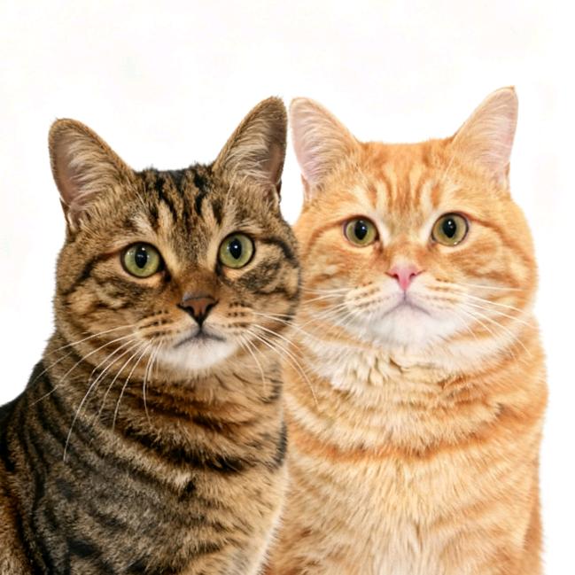 馒头怪和傻金宝