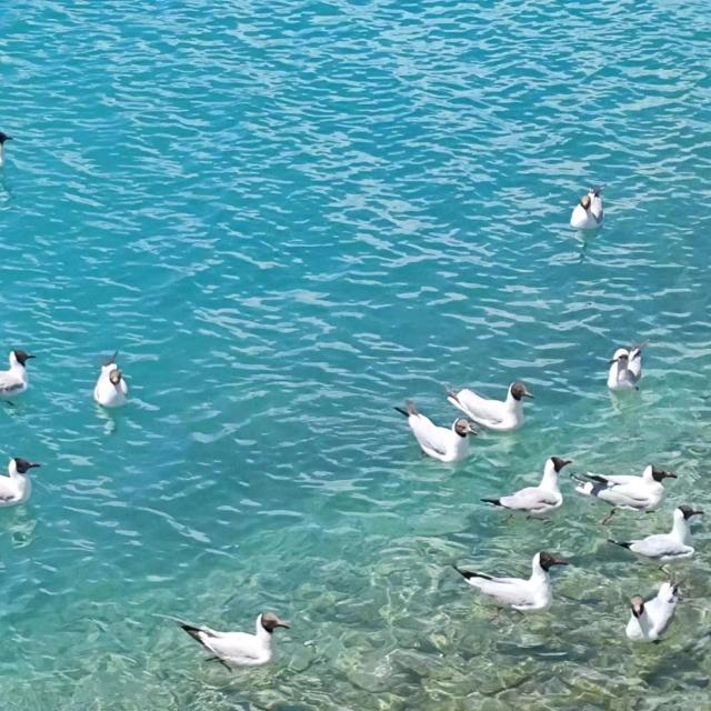香秀
