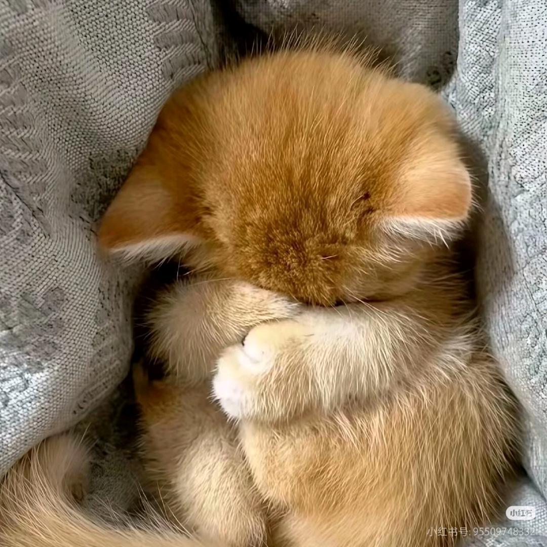 青雾
