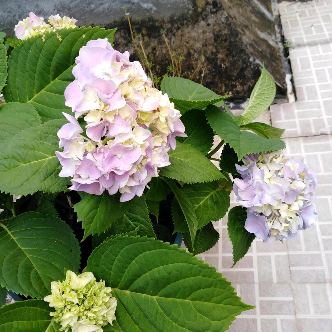 玫瑰花