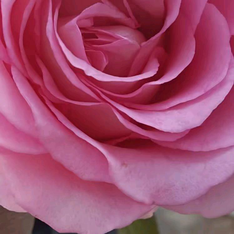 玫瑰知约🧚‍♀️