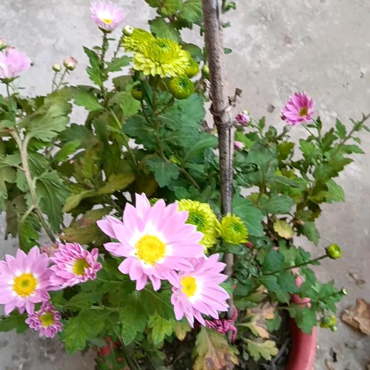 笑口常开