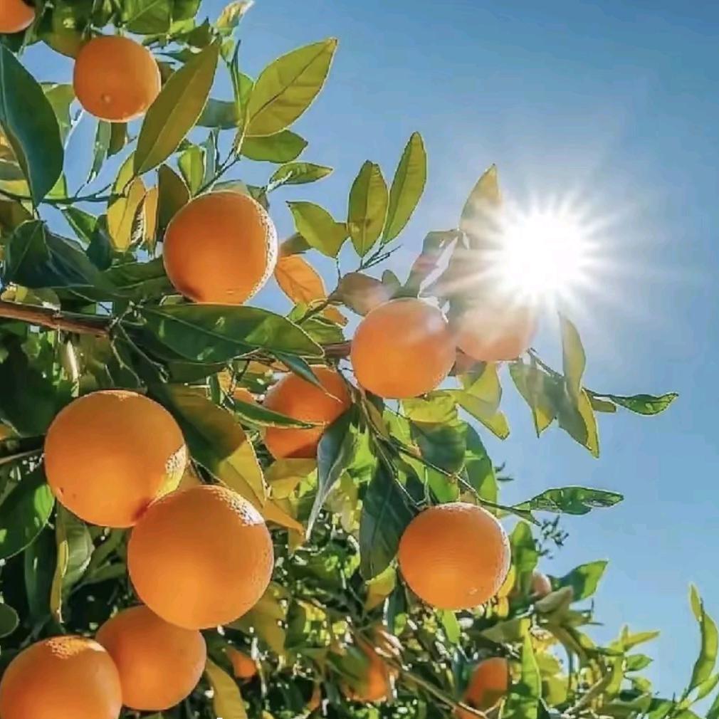 新蔡君悦蘭庭 吴雪娇