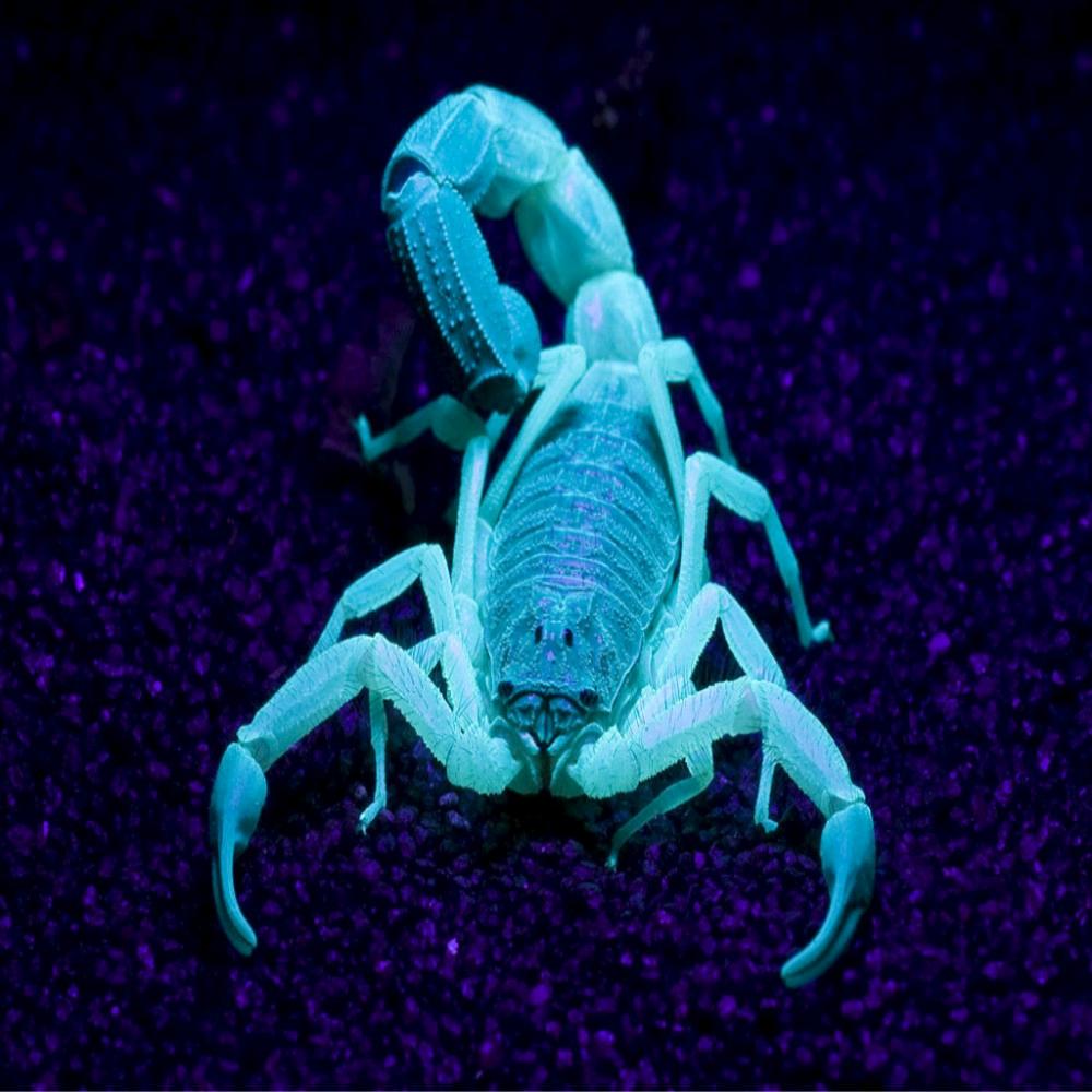 言禾子沫