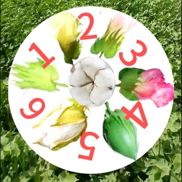 爬在地里种棉花