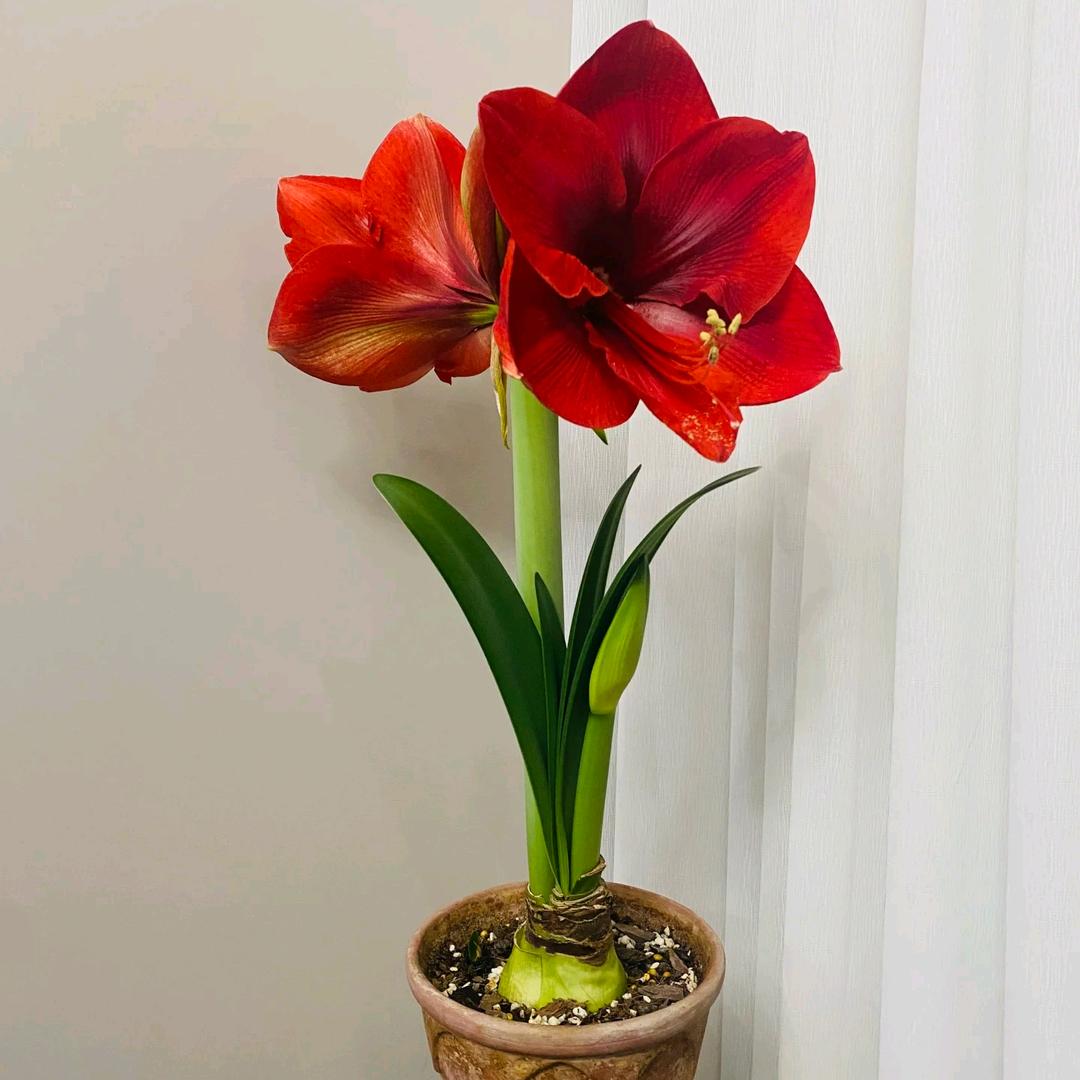 花都种业