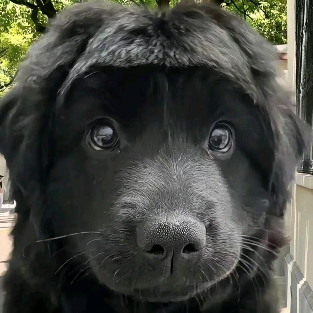 黑狗情侣Cc🌵👑