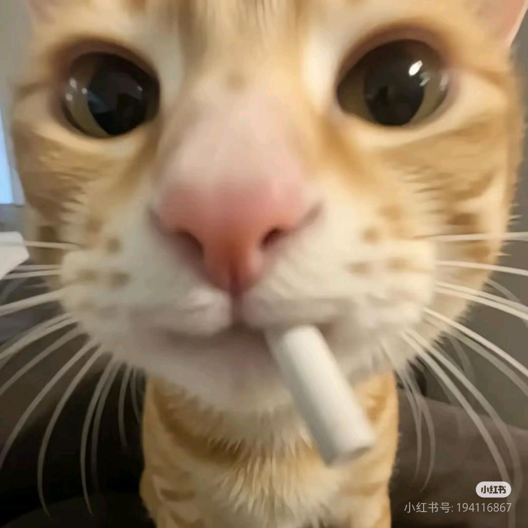 喵嘞个喵