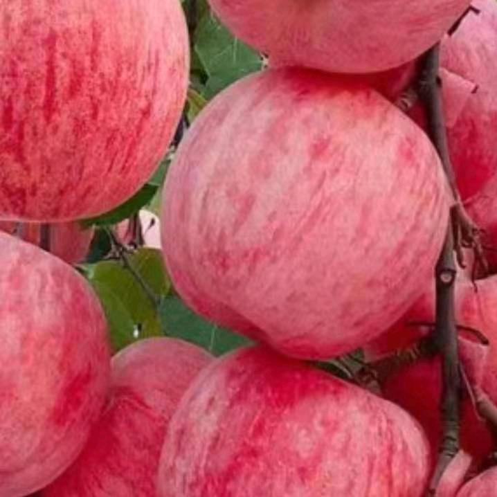 Red     Apple