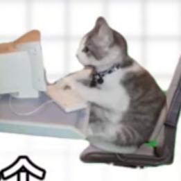 ✨✨大菲胖猫儿✨✨✨✨